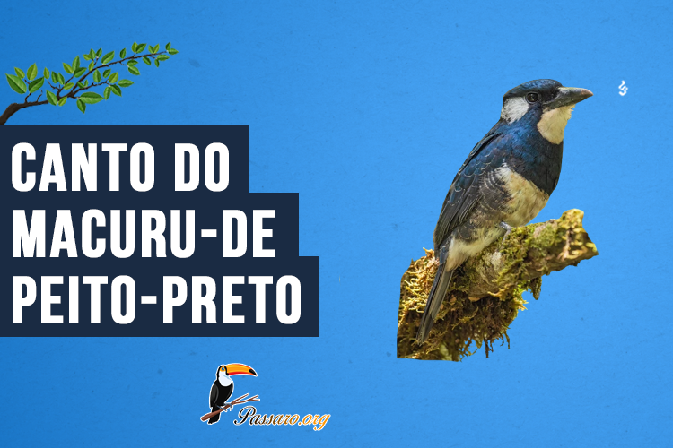 Canto do Macuru-de-peito-preto