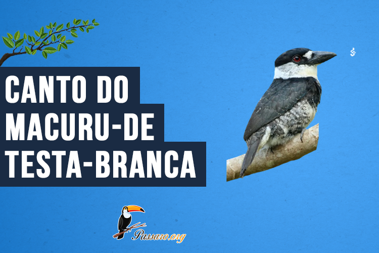 Canto do Macuru-de-testa-branca