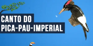 Canto do Pica-pau-imperial