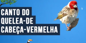 Canto do Quelea-de-cabeça-vermelha