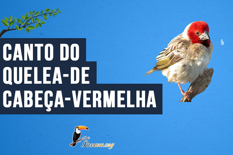 Canto do Quelea-de-cabeça-vermelha