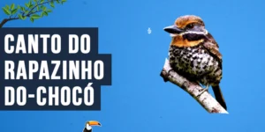 Canto do Rapazinho-do-chocó