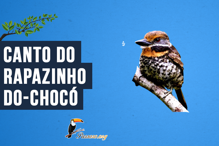 Canto do Rapazinho-do-chocó