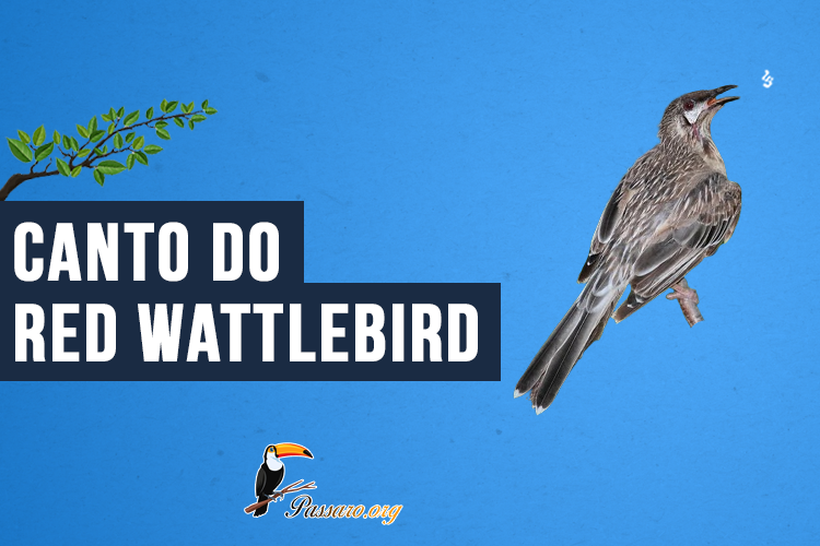 Canto do Red wattlebird