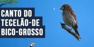 Canto do Tecelão-de-bico-grosso