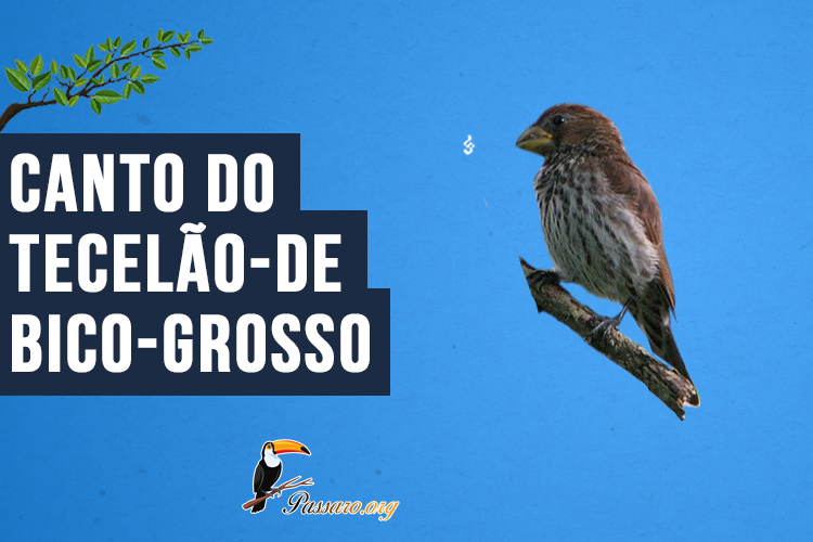 Canto do Tecelão-de-bico-grosso