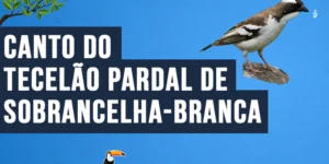 Canto do Tecelão-pardal-de-sobrancelha-branca