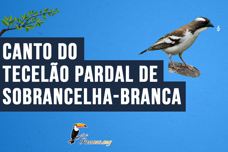 Canto do Tecelão-pardal-de-sobrancelha-branca