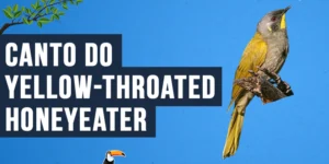 Canto do Yellow-throated honeyeater