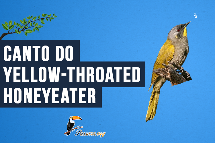 Canto do Yellow-throated honeyeater