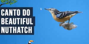 Canto do beautiful nuthatch