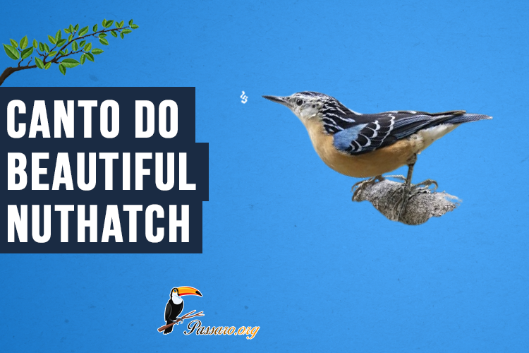 Canto do beautiful nuthatch