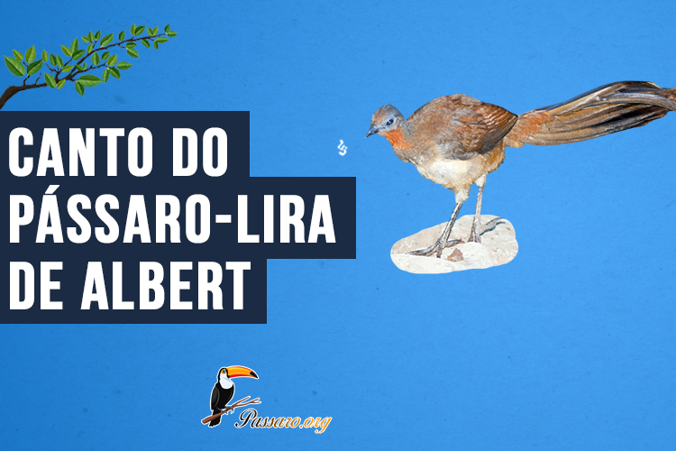 Canto do pássaro-lira de Albert