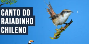 Canto do raiadinho-chileno