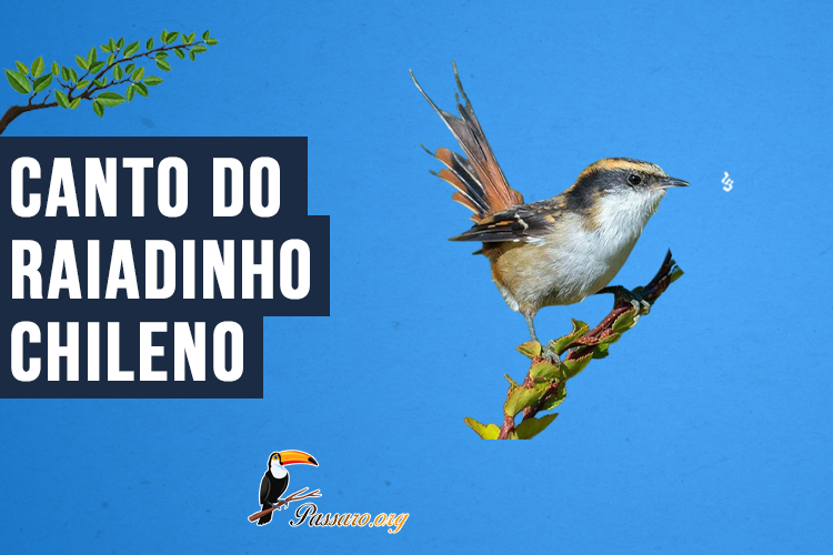 Canto do raiadinho-chileno