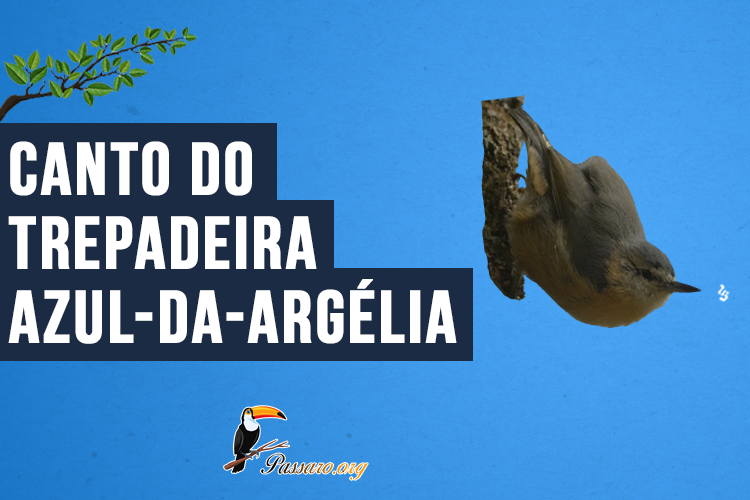 Canto do tarepadeira-azul-da-argélia