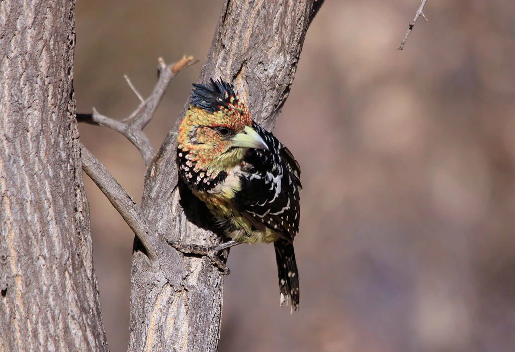 alimentacao do barbet-de-crista