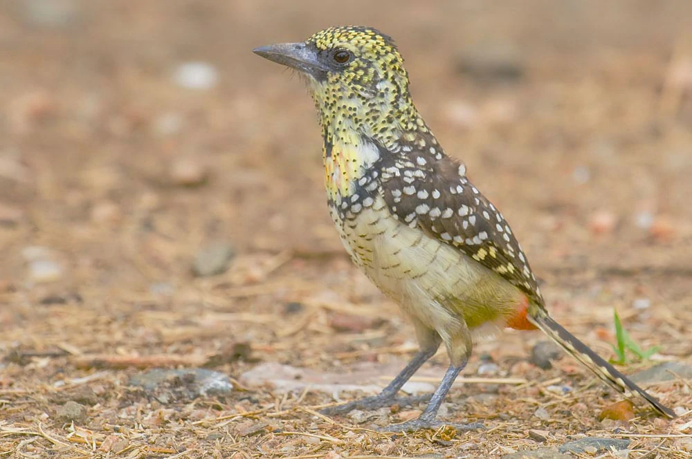 alimentacao do barbet usambiro