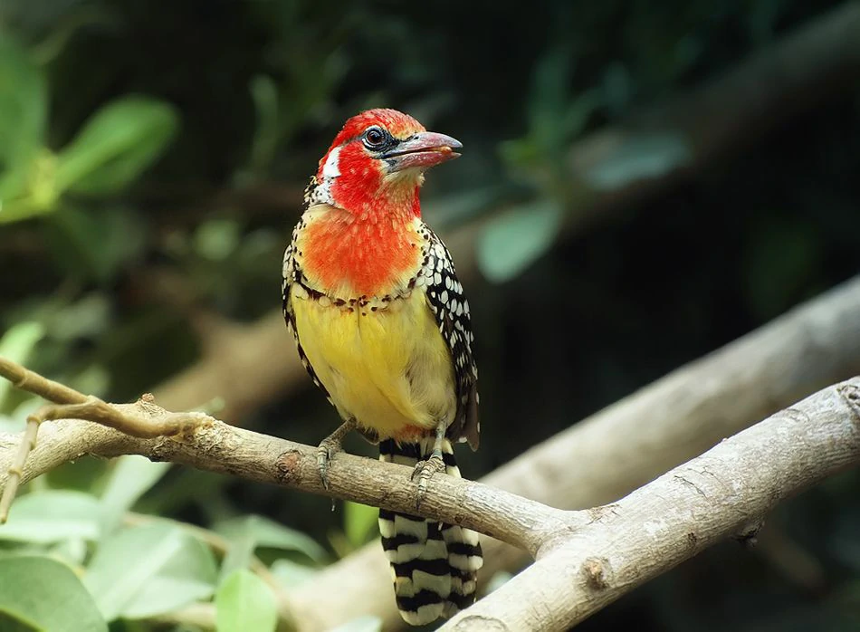 alimentacao do barbet vermelho e amarelo