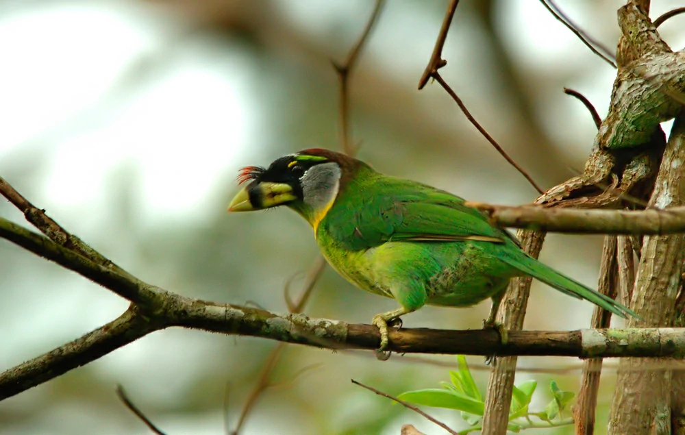 alimentacao do barbichas-bico-de-fogo