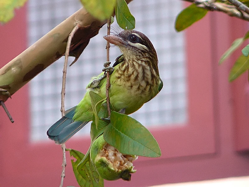 alimentacao do barbichas-de-faces-brancas