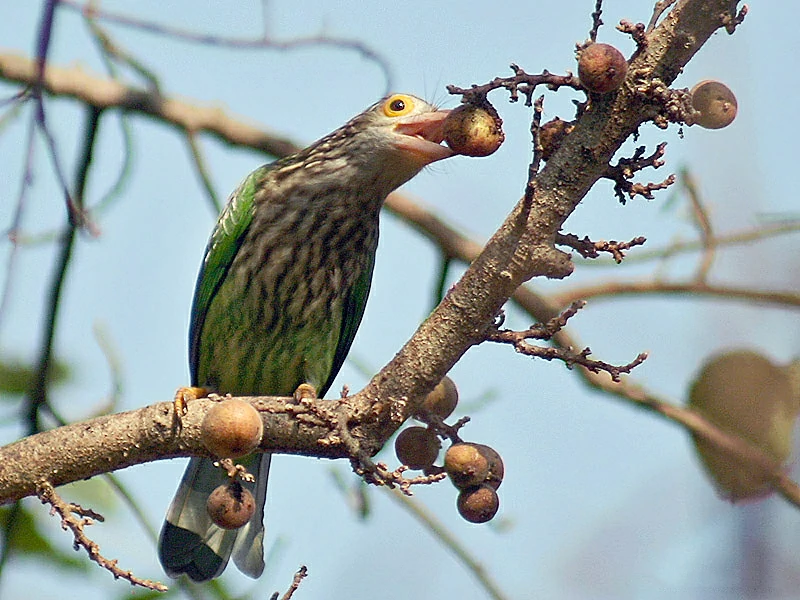 alimentacao do barbichas-raiado