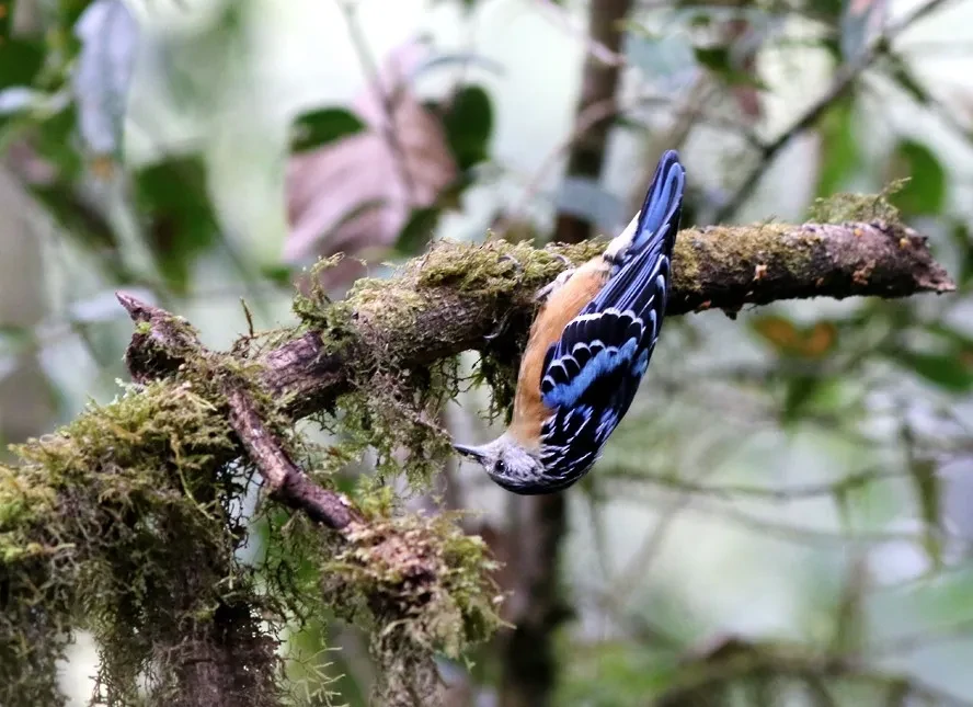 alimentacao do beautiful nuthatch