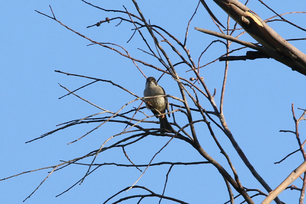 alimentacao do black-chinned honeyeater