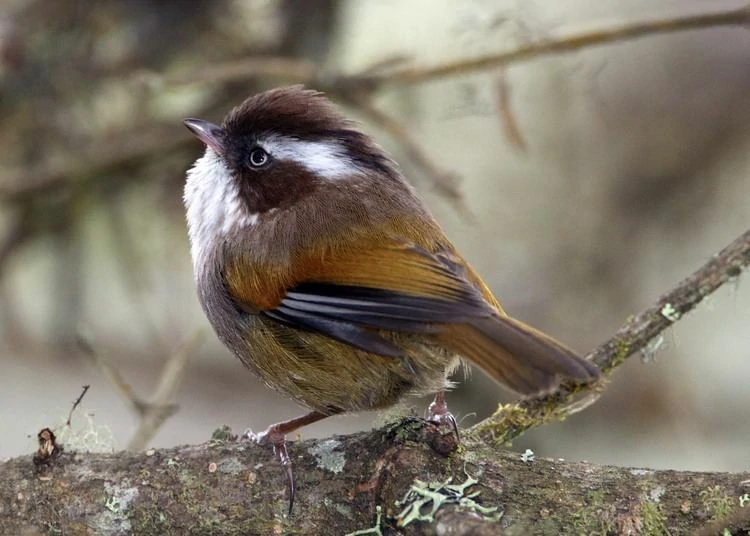 alimentacao do fulvetta de sobrancelha branca