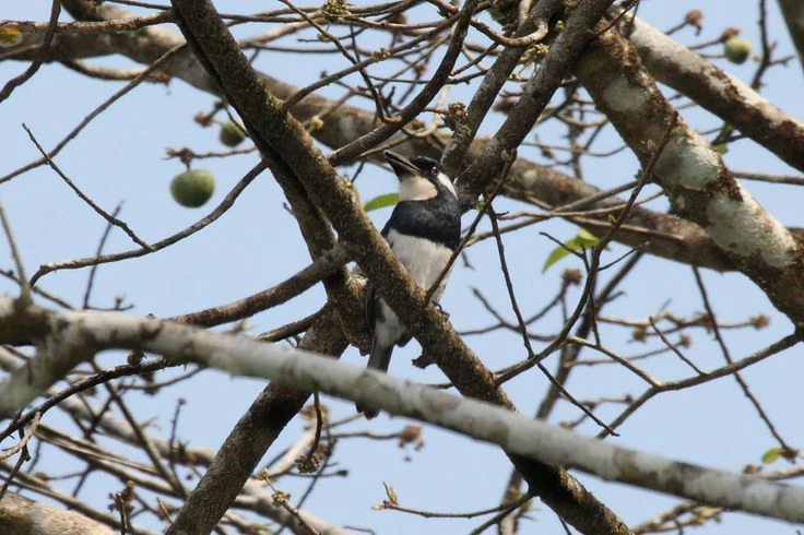 alimentacao do macuru-de-peito-preto