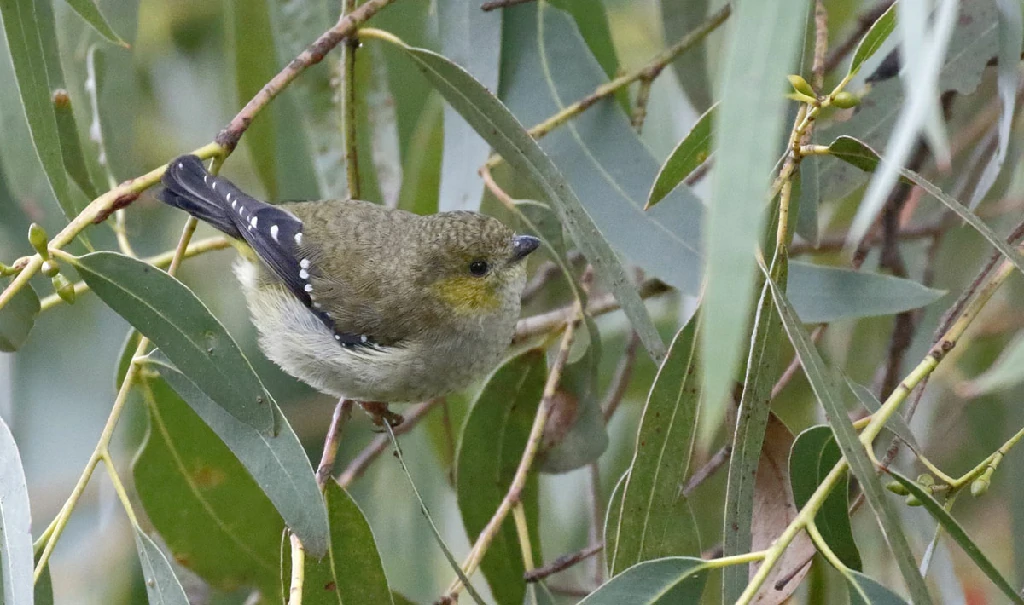 alimentacao do pardalote da tasmania