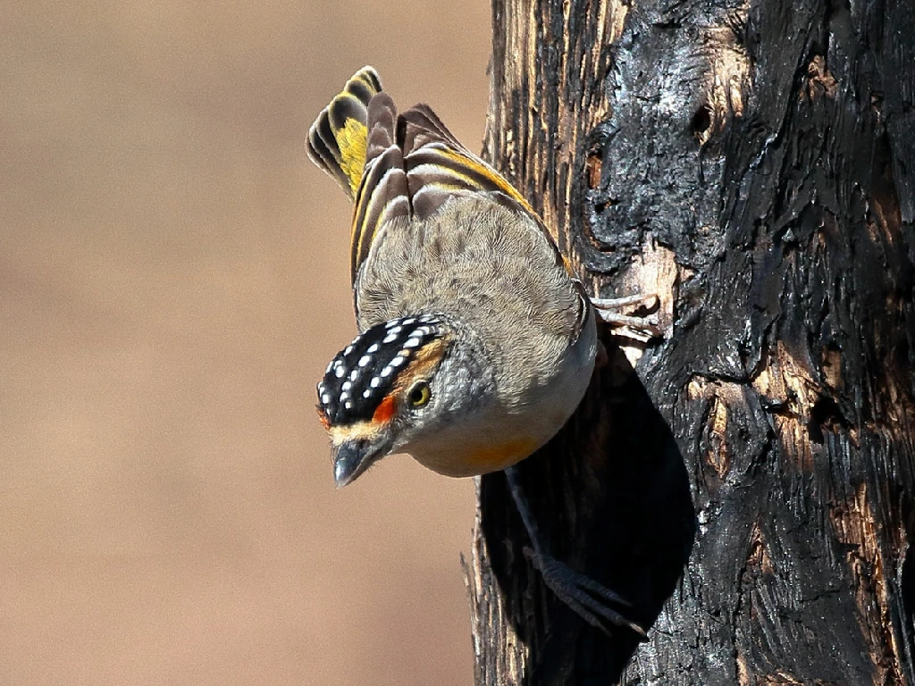 alimentacao do pardalote de sobrancelha vermelha