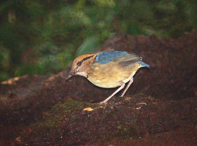 alimentacao do pitta de nuca enferrujada