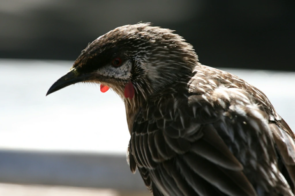 alimentacao do red wattlebird