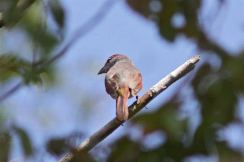 alimentacao do rose throated tanager