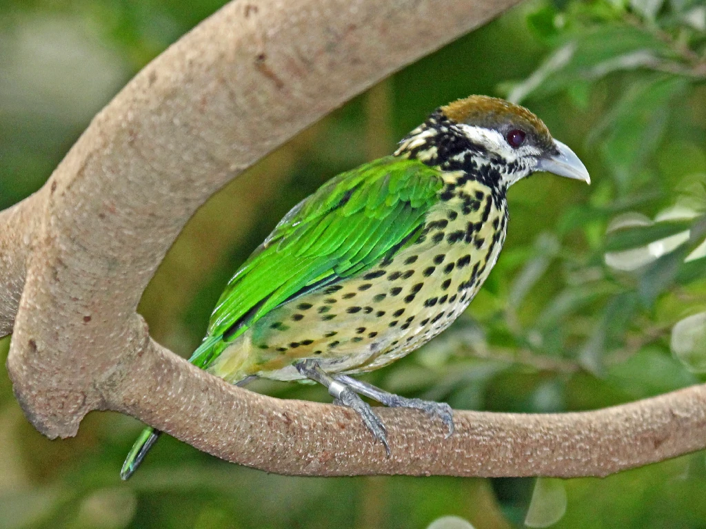 alimentacao do white-eared catbird