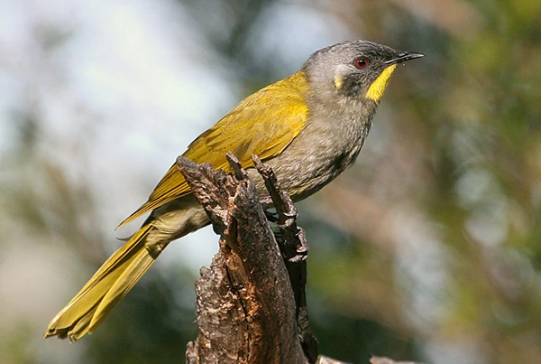 alimentacao do yellow-throated honeyeater