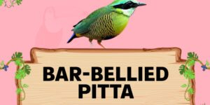 bar bellied pitta