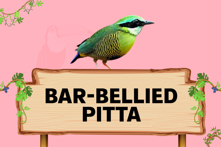 bar bellied pitta
