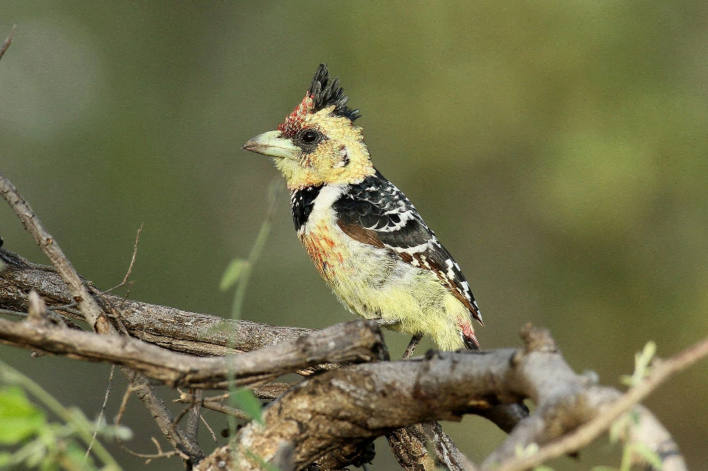 barbet-de-crista