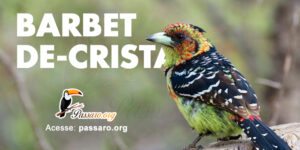 barbet de crista