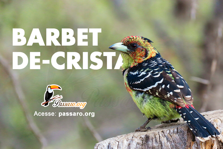 barbet de crista