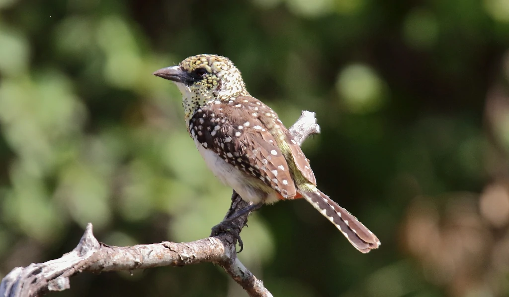 barbet usambiro 