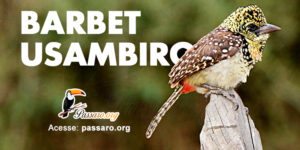 barbet usambiro