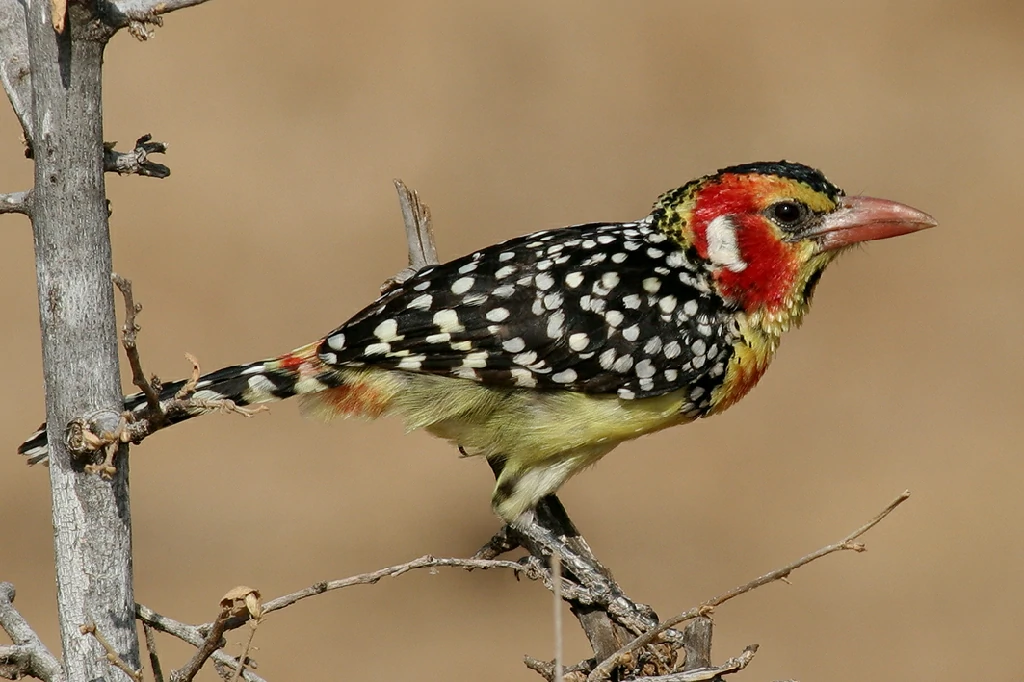 barbet vermelho e amarelo