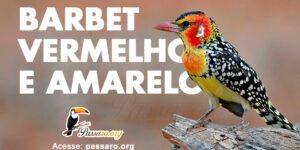 barbet vermelho e amarelo