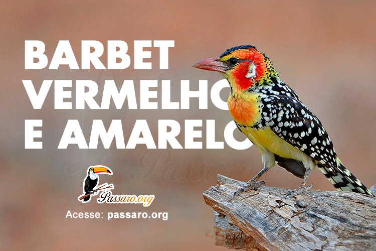 barbet vermelho e amarelo