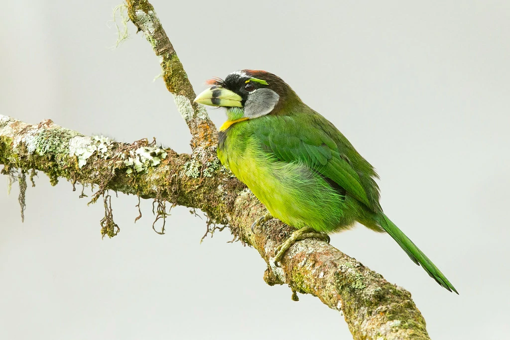 barbichas-bico-de-fogo 