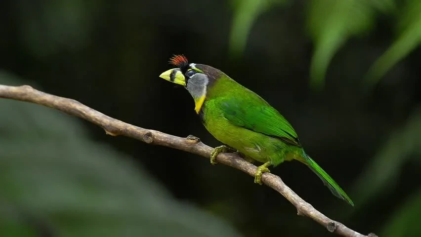 barbichas-bico-de-fogo 