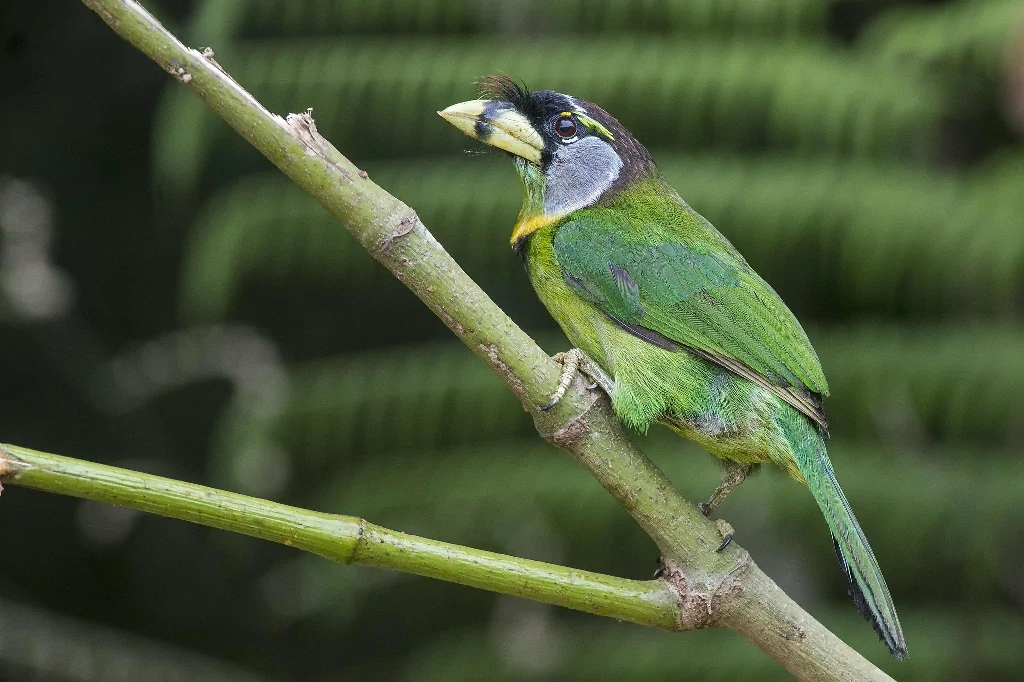 barbichas-bico-de-fogo 